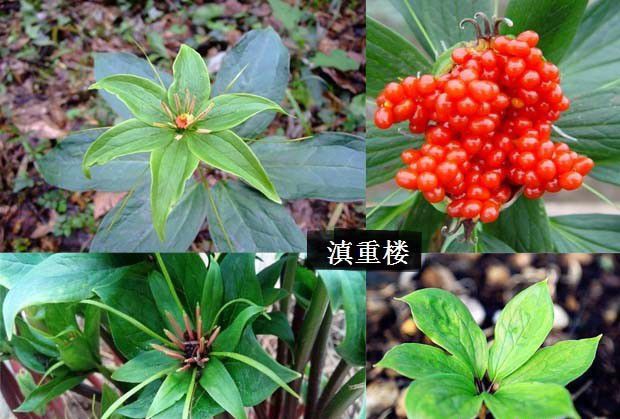 种植重楼哪个品种好?