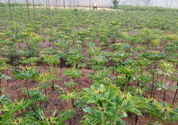 种植重楼前景好不好?