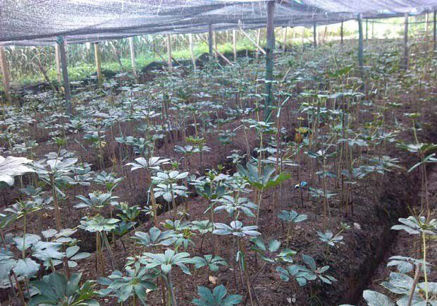 重楼的药用价值是什么?