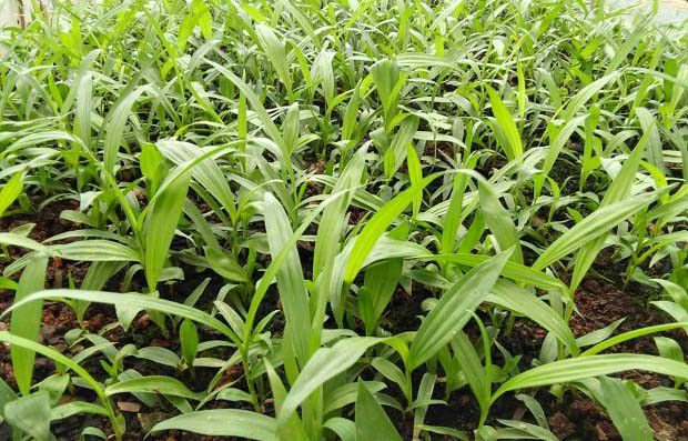 种植白芨如何防治病虫害?