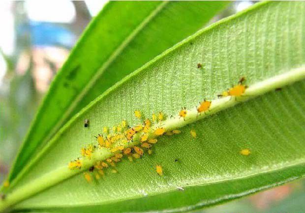 种植白芨如何防治病虫害?