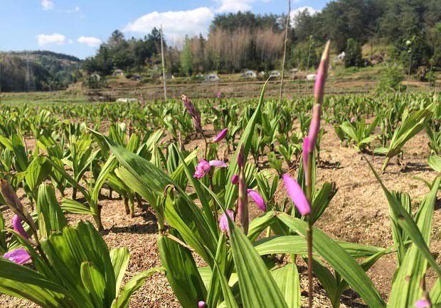 种植白芨如何管理?