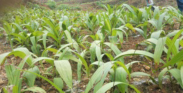 种植白芨如何管理?