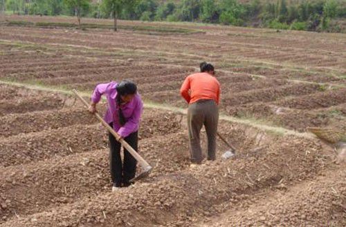 白芨怎么样种植?