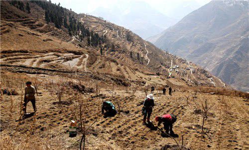白芨怎么样种植?