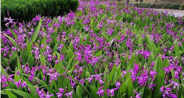 白芨有哪些用途?