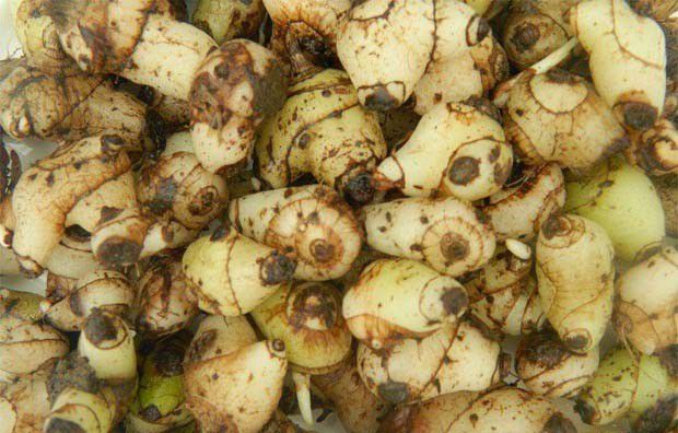 白芨有哪些用途?