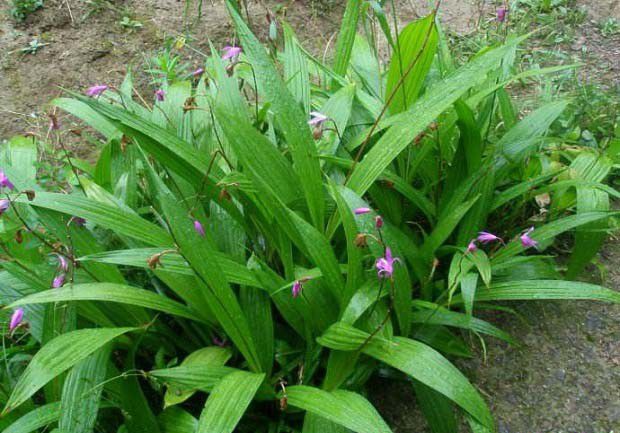 种植白芨能使用哪些肥料?