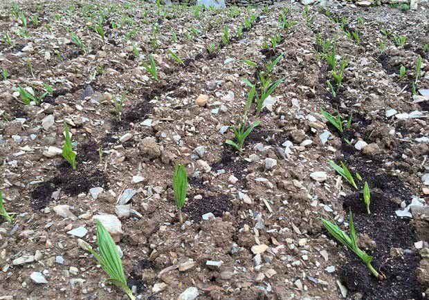 什么时候可以种植白芨?