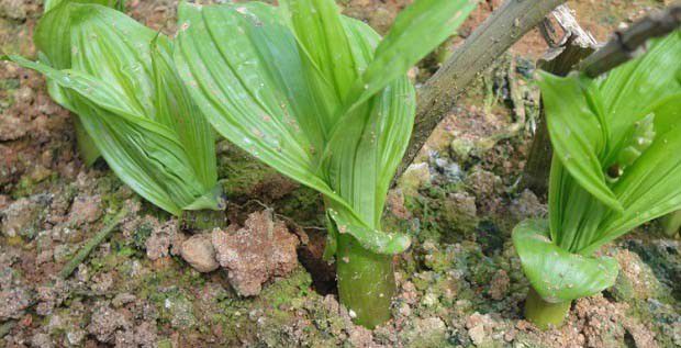 种植白芨需要怎么样的环境条件?