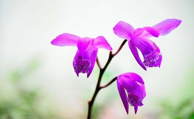 白芨什么时候开花?