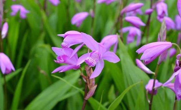 白芨什么时候开花?