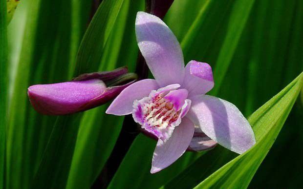 白芨什么时候开花?