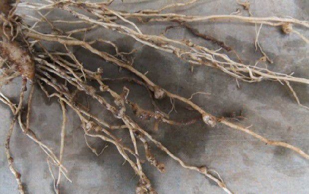 种植苍术如何防治根结线虫？