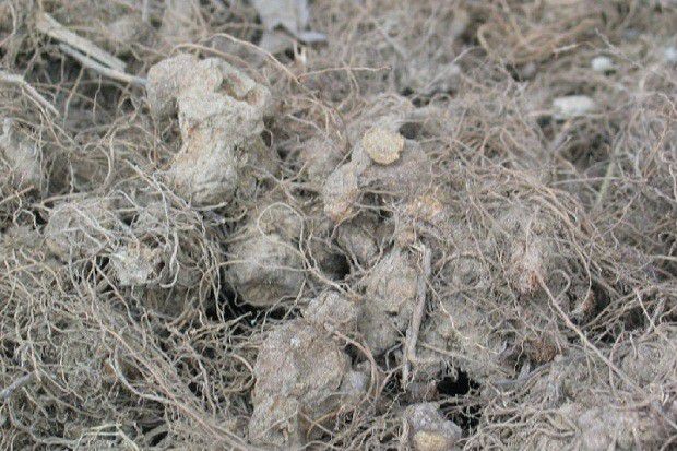 种植苍术如何采收?