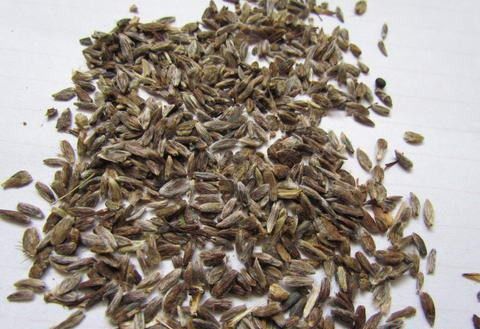 用苍术种子育苗需要注意什么?