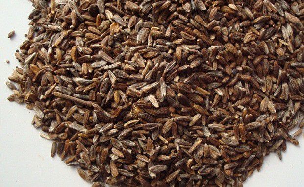 用苍术种子育苗需要注意什么?