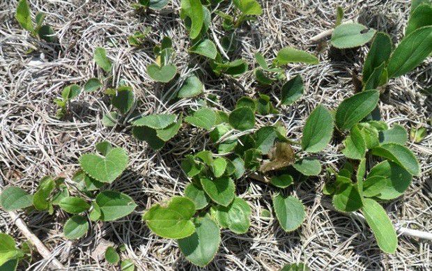 苍术的生长过程是怎么样?