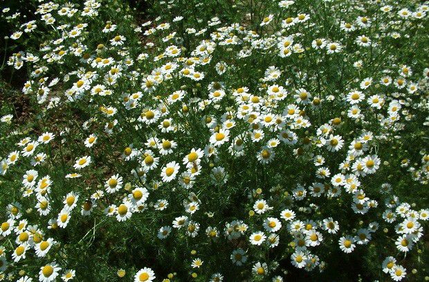 苍术的生长过程是怎么样?