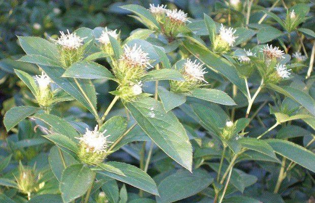 种植苍术需要什么样的环境条件?