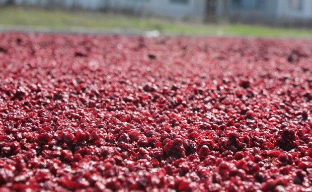 种植五味子如何采收?