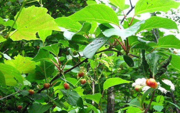 五味子的花芽什么时候分化?