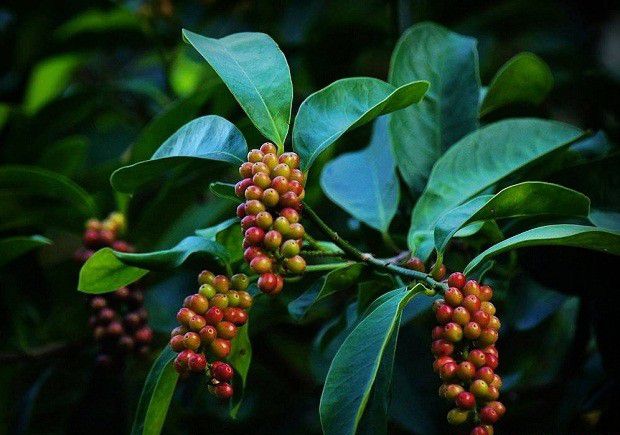 五味子的芽有什么特点？