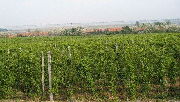 冬季五味子如何防冻?