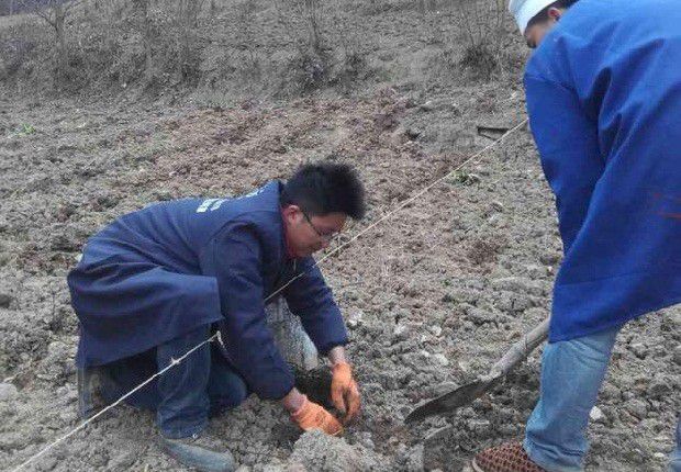 五味子秧苗如何移栽定植?