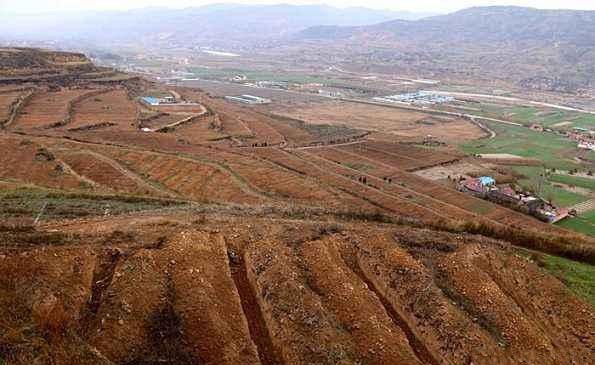 种植五味子为什么要挖栽植沟?