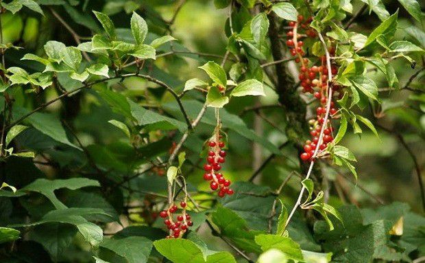 种植五味子需要什么条件？