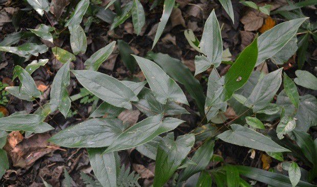 种植淫羊藿如何管理?