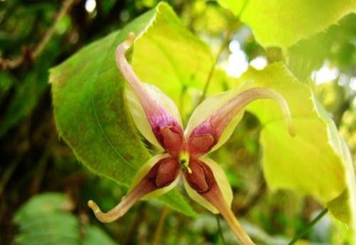 淫羊藿如何用种子育苗？