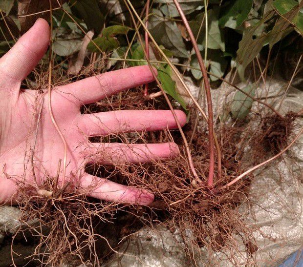 淫羊藿如何分株繁殖?