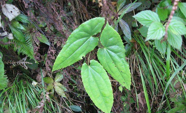 淫羊藿适宜在哪里种植?
