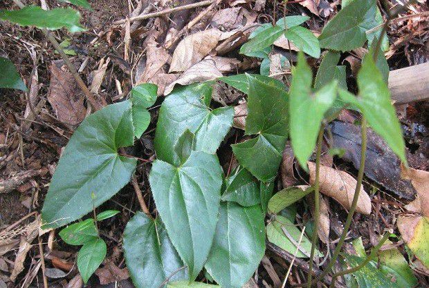 淫羊藿适宜在哪里种植?