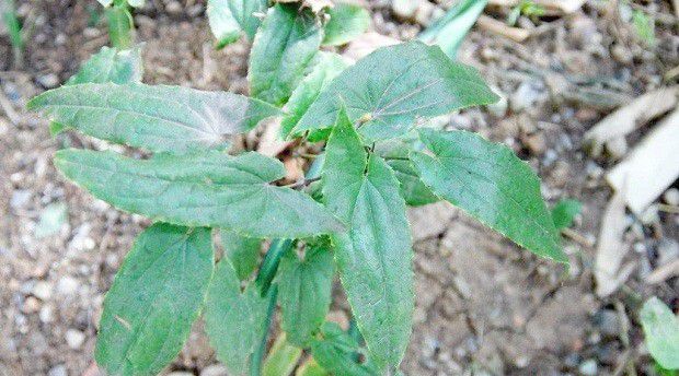 淫羊藿植株生长习性是怎么样?