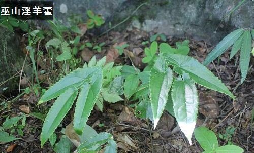 药用淫羊藿有哪些品种？