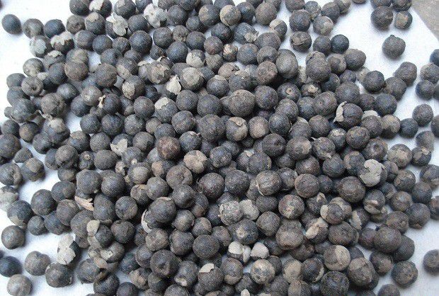 种植蔓荆子什么时候可以采收？