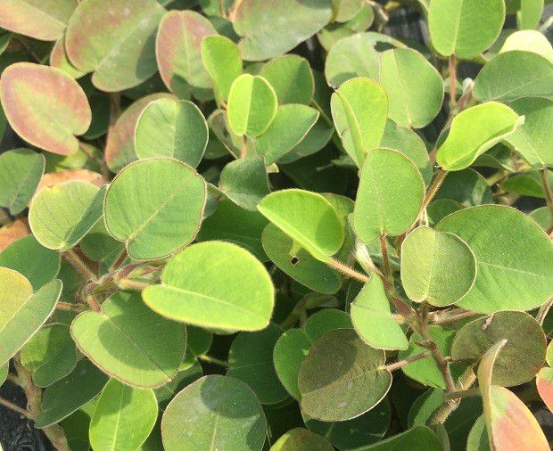 种植广金钱草如何管理?