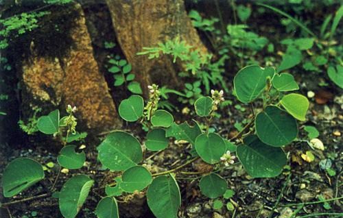 广金钱草如何扦插育苗?