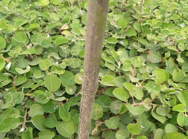 广金钱草如何用种子育苗?