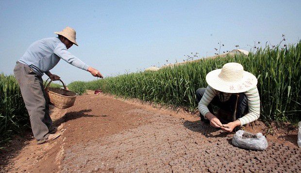 广金钱草如何用种子育苗?