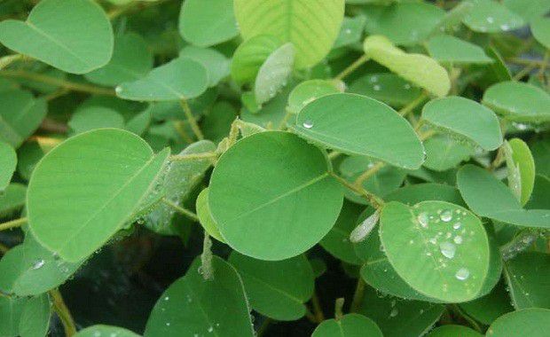 种植广金钱草需要什么条件？