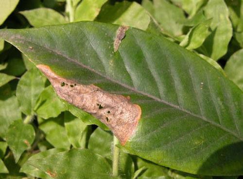 栀子花叶斑病如何防治？