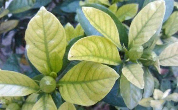 栀子黄化病如何防治?