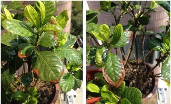 栀子褐斑病如何防治?