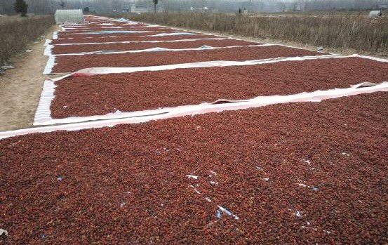 栀子果实采收后如何加工?