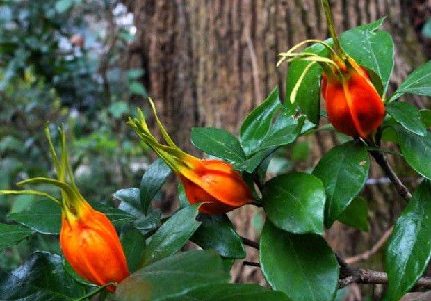 栀子果实如何采收?