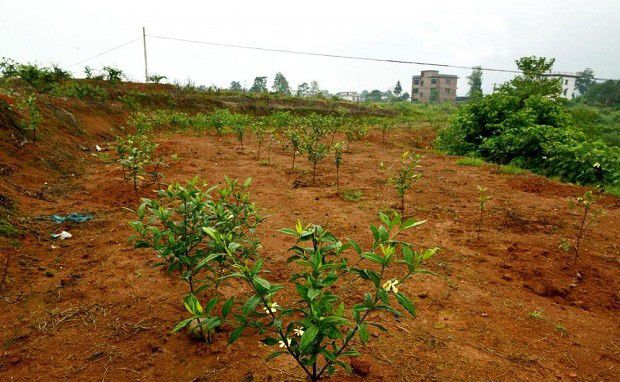 栀子可以和什么作物套种？